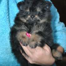 шпиц мини-девочка, в Москве