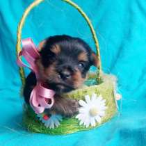 Йорка девочка, в Москве