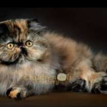 Персидская девочка в новую семью, в Вологде