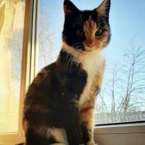 Роскошная молодая трехцветная кошечка Шери в добрые руки, в Москве