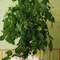 Гибискусы (цены разные). Есть большой пушистый (3500), в Москве