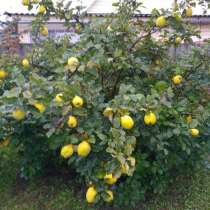 Дом 73 м2,обшит сайдингом, окна пластиковые, три спальни, в Жуковке