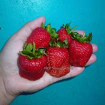 Саженцы ремонтантной клубники, в Ростове-на-Дону