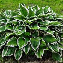 Хоста Соу Свит, в г.Витебск