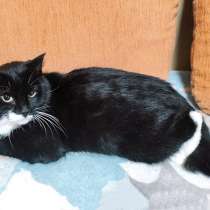 Очаровательная ласкуша Витаминка, молодая кошечка в дар, в Москве