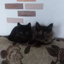 Котята в добрые руки, в Улан-Удэ