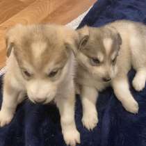 Хаски помесь с чехословацкой волчицей, в г.Караганда