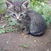 Котята в дар, в г.Молодечно
