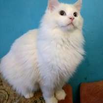 Котик-рэгдолл ищет невесту, в Первоуральске