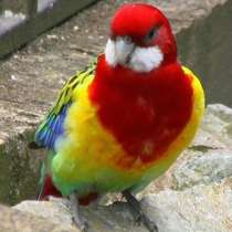 Розелла пёстрая (Platycercus eximius), в Калининграде