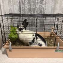 Декоративный кролик, в Тамбове