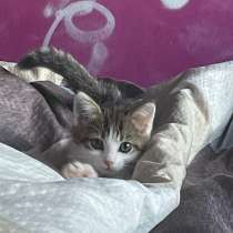 Котик(мальчик)?очень активный, любознательный,очень любит вн, в Оренбурге