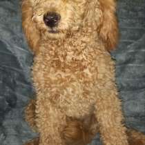 Пудель. Apricot, в г.Мунстер