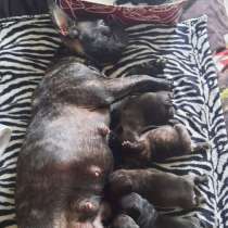 Щенки французского бульдога, в Екатеринбурге