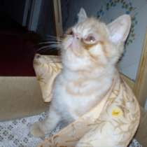 Живое солнышко, в Нижнем Новгороде