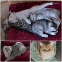 Продам британских и шотландских вислоухих котят, в Краснодаре
