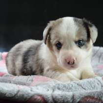 Щенки вельш корги кардигана, в Москве