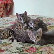 Очень красивые котята, мальчики и девочки в добрые руки, в Москве