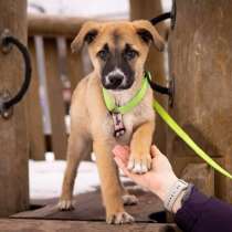 Маленькое счастье - щенок Тишка ищет дом!, в Москве