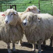 Племенные овцы Линкольн (Скот из Европы), в Красноярске