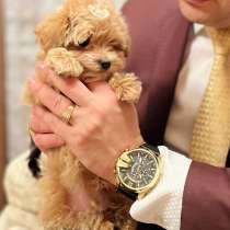 Щенки мальтипу, в г.Дубай