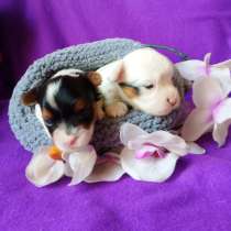 Бивер йорка щенки мальчики, в Москве