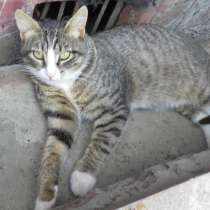 Котик Грациозно сложённый. 7 месяцев, в Москве