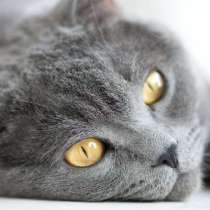 Ищу котёнка или котика, Рассмотрим все варианты, в г.Арнсберге