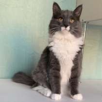 Сибирские котята, в Нижневартовске