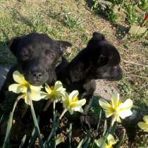 Ищем дом для охраны, в Евпатории