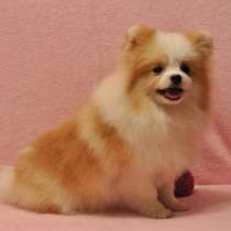 Померанский шпиц. Пати - колор, в г.Гамбург