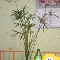 Циперус, в Москве