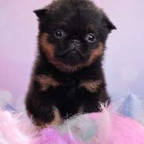 Миниатюрная девочка черно-подпалого окраса, в Москве
