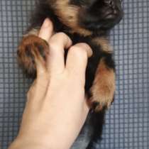 Малый брабансон девочка, в Москве