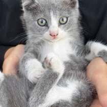 Отдам котят в добрые руки (Кочубей/Кизляр), в Кизляре