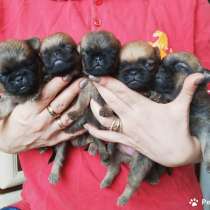 Рыжие малыш пти-брабансоны, в Москве