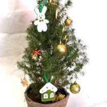 Ель канадская Коника в горшке, в Челябинске