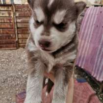 Хаски недорого!, в г.Караганда