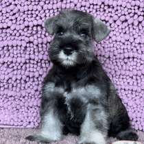 Щенки Цвергшнауцера(Zwergschnauzer)Окрас перец с солью, в г.Schwaebisch Hall