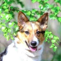 Красавица Жужа ищет дом, в Москве