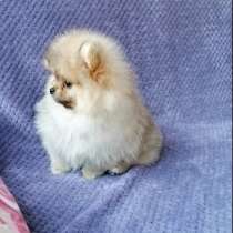 Померанский шпиц. Мини, в г.Breitenberg