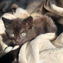 Отдам котёнка срочно, в Копейске