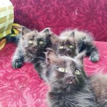 Отдам в добрые руки котят, в г.Луганск