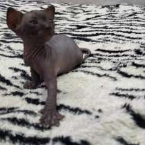 Недорого котята, в г.Тирасполь