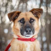 Очаровашка-Пона - молодая, компактная и контактная. Ждет Вас, в Москве