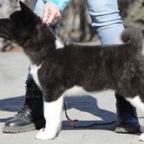 Щенок Американской Акиты, в г.Будапешт