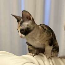 Кошечка Донского сфинкса, в г.Мозырь