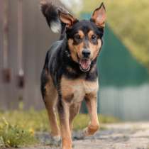 Ваш самый верный друг и лучший охранник! Пес Гаврюша в дар, в Москве