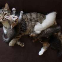 Котята, в Оренбурге