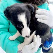 Щенки из сарая в дар, ищут дом! Срочно!, в г.Минск